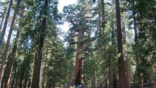 マリポサグローブ、ヨセミテ国立公園での森林浴に最適