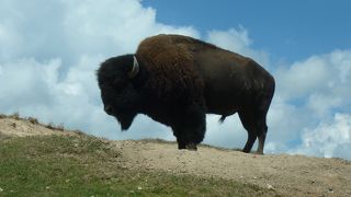 おすすめサファリ