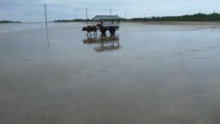 牛車で向かう小さな島。中は植物園になっている
