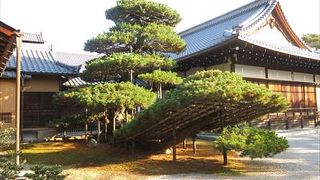 陸船の松（りくしゅうのまつ）です。この陸舟の松は足利義満が手植えしたと伝えられる松です