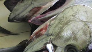 見ているだけでおもしろいです。