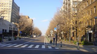 イチョウは11月末がお勧めです