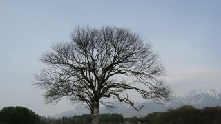 山梨県の県名の語源になった樹木