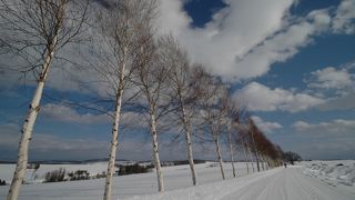セブンスターの木の横の白樺並木もグーです