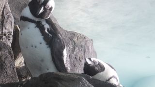感動したモントレーベイ水族館!!　大人から子供まで楽しめます