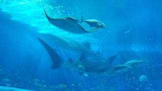 何回行っても、ジンベイざめには圧倒されます