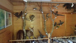 剣山に生息する鳥や動物達の剥製が展示されています。