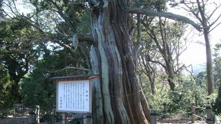 日本最北端のビャクシンの自然群生地