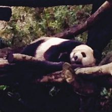 ゴロゴロしてます。