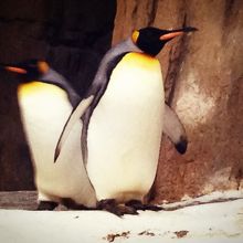 皇帝ペンギン、このペンギンも好きです。