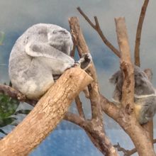 コアラもたくさんいます。