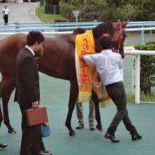 小倉２歳Ｓ　勝ち馬　ホウライアキコ