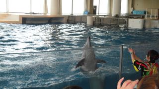 イルカ・アシカ　オ―シャンライブ