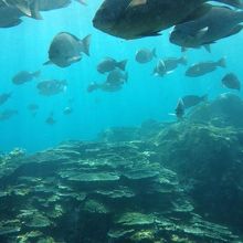 海中公園の中からの海の様子
