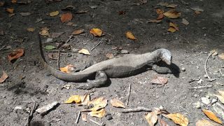 魚もたくさん　オオトカゲもいて◎