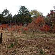 まだまだこれからの紅葉スポット