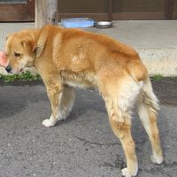 看板犬のタクちゃん