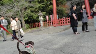 犬の散歩はできましぇん。