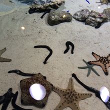 タッチングプール。触ることができる。