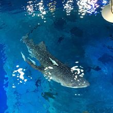 巨大水槽を上から見ることができる時間がある。