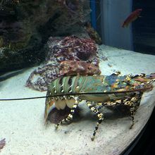 伊勢海老とセミエビ