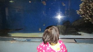 良心的な水族館