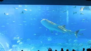 ジンベイザメは大きかった。