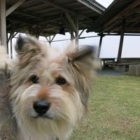 看板犬