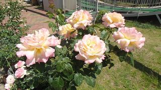 バラも有名で、季節に合わせて、バラを見に行く事をおすすめします。 