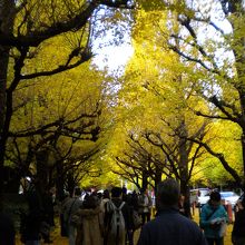 休日だとイチョウ並木道はかなりの人出で混みあいます。