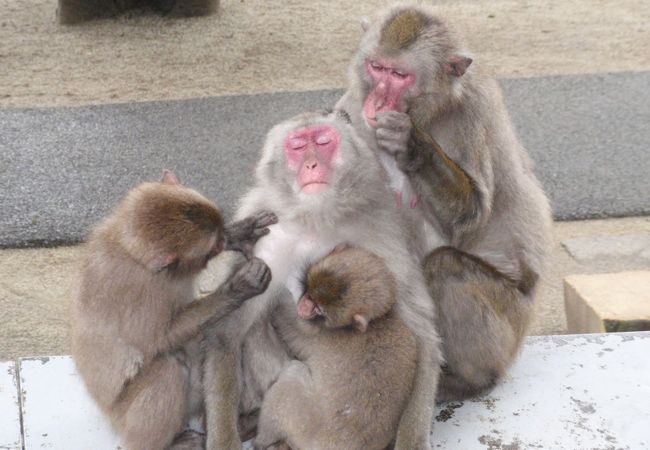 面白かわいい写真をたくさん撮りました。