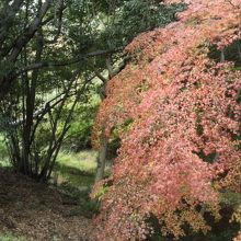 紫雲山に接するあたりの紅葉