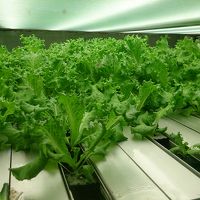 自家栽培しているレタス。食べ放題でした(笑)