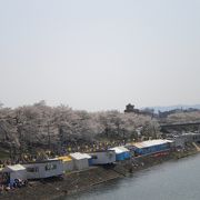 屋形船や人力車からも花見を楽しめます