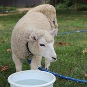 動物と間近で触れ合える