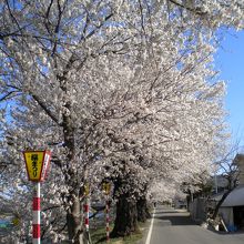 祭りの時期は桜の木の周辺に祭り提灯が並びます。