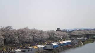 屋形船や人力車からも花見を楽しめます