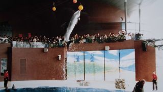海響館のイルカのショー、唐戸市場とセットで観光