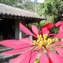 赤瓦・花・緑で沖縄〜