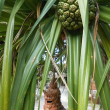 アダンの木の奥にシーサーさ〜（＾◇＾）