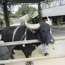 精糖のための水牛さんもパチリ