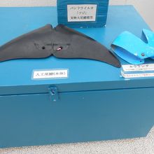 「フジ」が装着する人口尾びれの紹介もされています