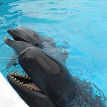 トレーナーの指示をよくききます（＾◇＾）