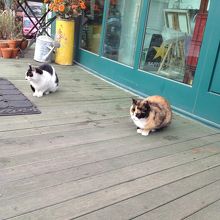 看板猫ちゃん？