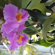 いろいろな種類のランが咲いている