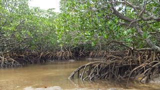 マングローブが一面に生える川