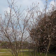 季節外れの桜の開花