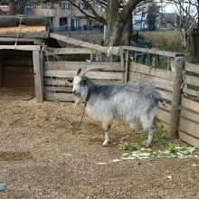 ヤギ
