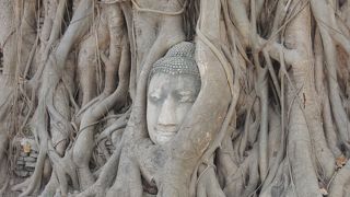 アユタヤと言えば、ワット・プラ・マハタートの仏頭ですね☆