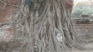 ワット･プラ・マハタートのメイン、木に埋もれつつも仏さま！　～ワット・プラ・マハタートの仏頭～